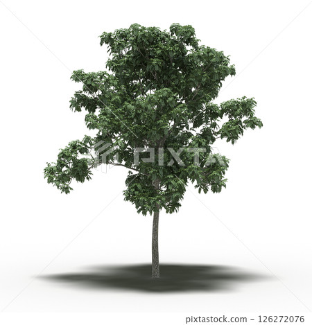 large tree with a shadow under it, isolated on a transparent background, 3D illustration, cg render 126272076