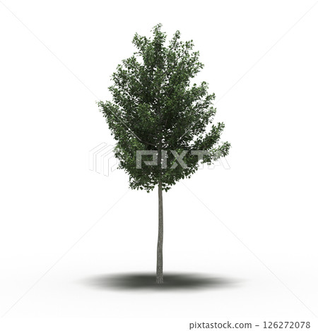 large tree with a shadow under it, isolated on a transparent background, 3D illustration, cg render large tree with a shadow under it, isolated on a transparent background, 3D illustration, cg render 126272078