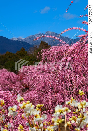 鈴鹿森林花園的垂枝梅 126272082