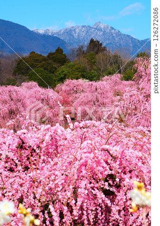 鈴鹿森林花園的垂枝梅 126272086