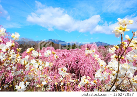鈴鹿森林花園的垂枝梅 鈴鹿森林花園的垂枝梅 126272087