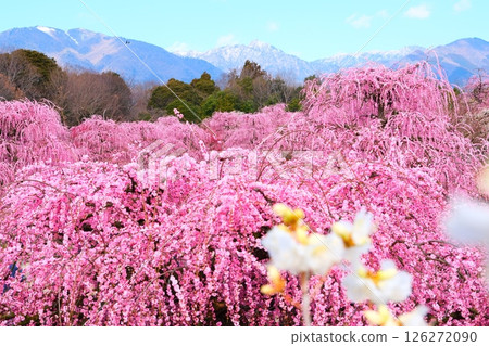鈴鹿森林花園的垂枝梅 126272090