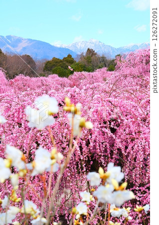 The weeping plum of the Suzuka Forest garden 126272091