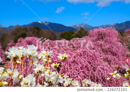 鈴鹿森林花園的垂枝梅 126272103