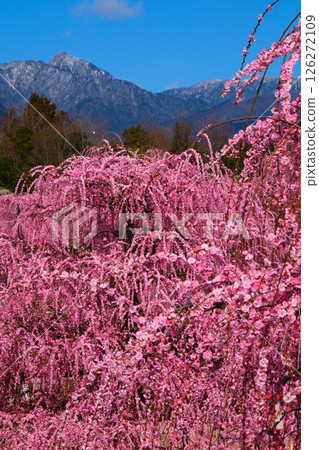 鈴鹿森林花園的垂枝梅 126272109