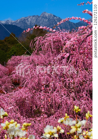 鈴鹿森林花園的垂枝梅 126272110