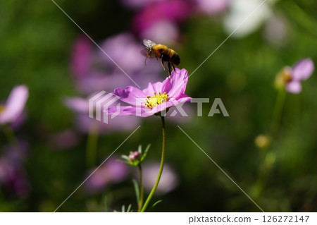 Honeybeigh smoking honey Honeybeigh smoking honey 126272147