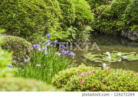 龍潭寺庭園（濱松市）的鳶尾花和睡蓮盛開 126272264
