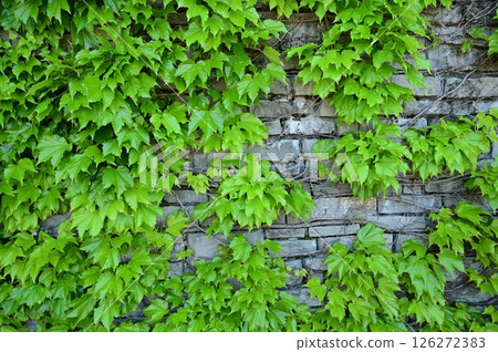 Brick wall and fresh greenery Brick wall and fresh greenery 126272383