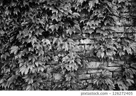 Brick wall and fresh greenery (monochrome image) Brick wall and fresh greenery (monochrome image) 126272405