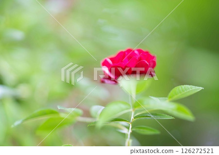 A single crimson flower floating in a dazzling light A single crimson flower floating in a dazzling light 126272521