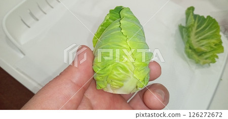 Peeled cabbage that did not grow Peeled cabbage that did not grow 126272672