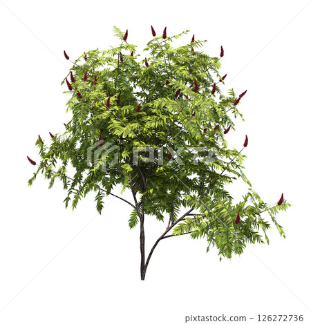 bush isolate on a transparent background, 3D illustration, cg render 126272736