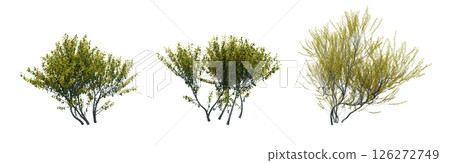 bush isolate on a transparent background, 3D illustration, cg render 126272749