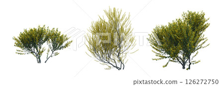 bush isolate on a transparent background, 3D illustration, cg render 126272750