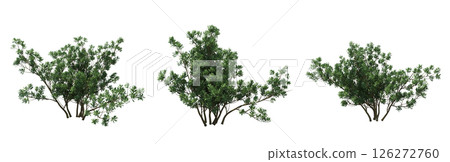 bush isolate on a transparent background, 3D illustration, cg render 126272760