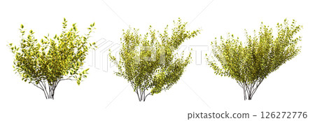 bush isolate on a transparent background, 3D illustration, cg render 126272776