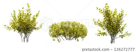 bush isolate on a transparent background, 3D illustration, cg render bush isolate on a transparent background, 3D illustration, cg render 126272777