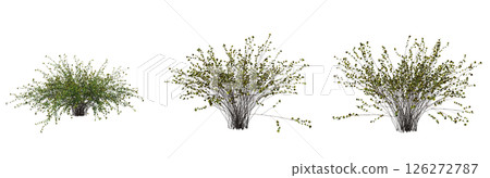 bush isolate on a transparent background, 3D illustration, cg render 126272787