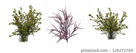 bush isolate on a transparent background, 3D illustration, cg render 126272789