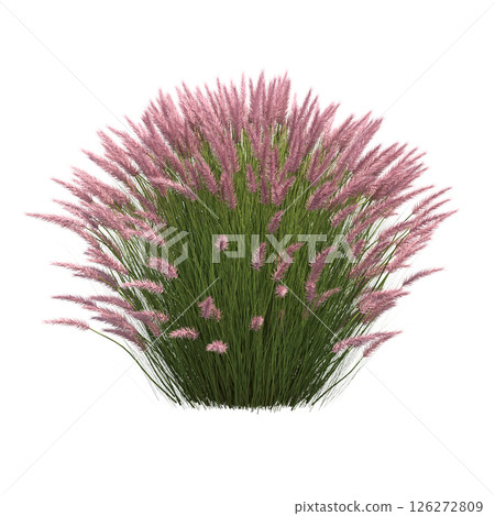 bush isolate on a transparent background, 3D illustration, cg render bush isolate on a transparent background, 3D illustration, cg render 126272809