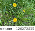 A yellow dandelion flower grows among the green grass 126272835