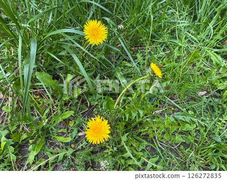 A yellow dandelion flower grows among the green grass A yellow dandelion flower grows among the green grass 126272835