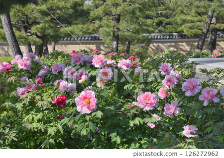 Keninji按鈕 126272962