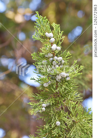 建仁寺的檜柏 建仁寺的檜柏 126272963