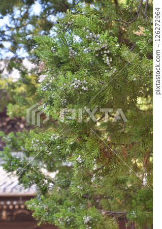 建仁寺的檜柏 126272964