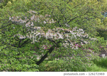 Cherry blossoms at Osaka Castle Park 126272969