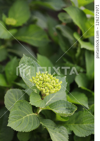 Hydrangea before it blooms Hydrangea before it blooms 126272971