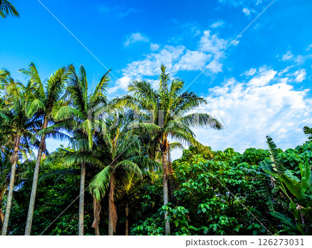 石垣島米原市的八重山棕櫚林(沖繩縣石垣市) 石垣島米原市的八重山棕櫚林(沖繩縣石垣市) 126273031