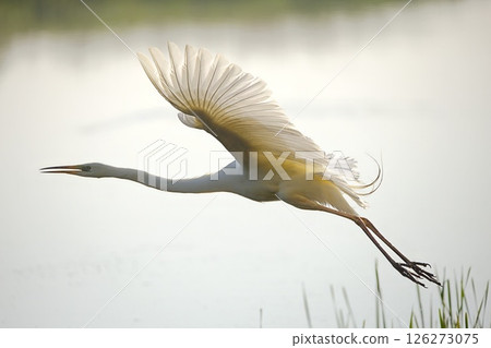 White heron or egret taking off 126273075