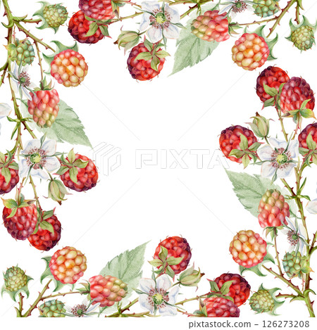 Raspberry square frame, berries leaves flowers on thorny spiked branch hand drawn in watercolor. Ripe dewberry mulberry. Isolated border illustration. Home preserves, grocery store, realistic closeup 126273208