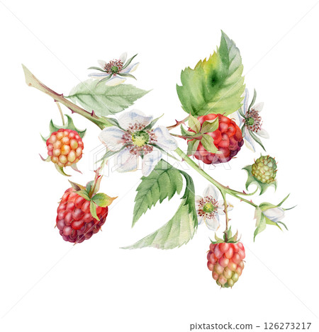 Raspberry leaves flowers berries hanging on thorny spiked branch watercolor hand drawn. Ripe dewberry mulberry. Isolated botanical illustration. Home preserves cookbook, grocery store, closeup card Raspberry leaves flowers berries hanging on thorny spiked branch watercolor hand drawn. Ripe dewberry mulberry. Isolated botanical illustration. Home preserves cookbook, grocery store, closeup card 126273217