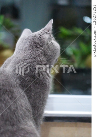 9 months old British Blue, British Shorthair cat looking at the garden view outside the window 9 months old British Blue, British Shorthair cat looking at the garden view outside the window 126273253