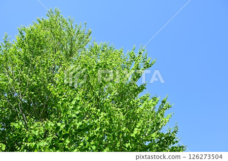 Fresh green leaves of katsura (family: Cercidiphyllum japonicum) Fresh green leaves of katsura (family: Cercidiphyllum japonicum) 126273504