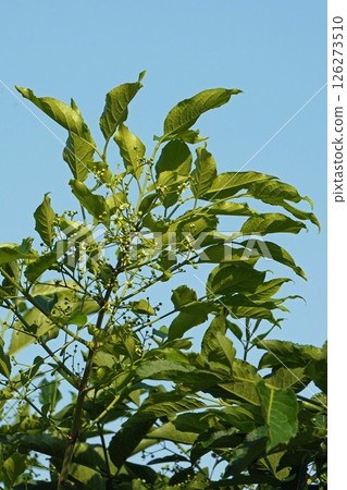 Mayumi 的花和花蕾，2025 年 4 月 126273510