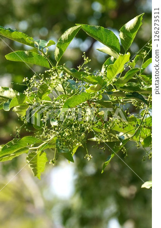 Mayumi flowers and buds, April 2025 126273511