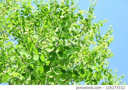 Fresh green leaves of katsura (family: Cercidiphyllum japonicum) Fresh green leaves of katsura (family: Cercidiphyllum japonicum) 126273512
