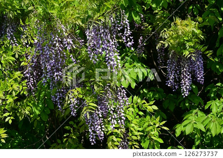 A large deciduous climbing tree of the mountain wisteria (Fabaceae, Wisteria genus). 126273737