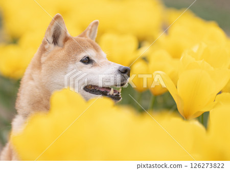 可愛的柴犬在鬱金香花田玩耍 柴犬 Akane 126273822