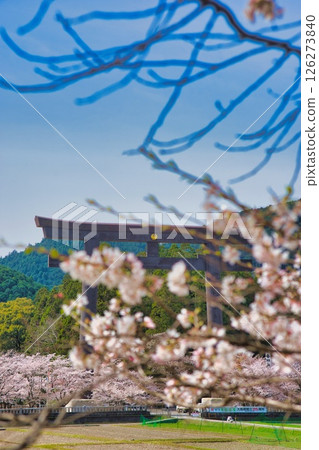 Kumano Hongu Taisha Shrine Large Torii Cherry Blossoms 126273840