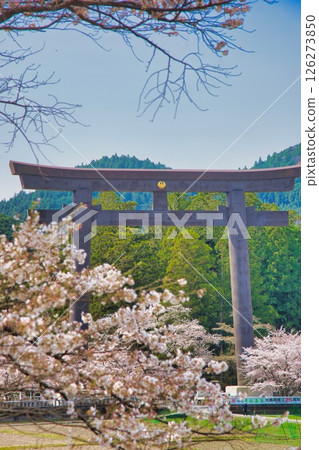 Kumano Hongu Taisha Shrine Large Torii Cherry Blossoms Kumano Hongu Taisha Shrine Large Torii Cherry Blossoms 126273850