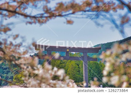 Kumano Hongu Taisha Shrine Large Torii Cherry Blossoms 126273864