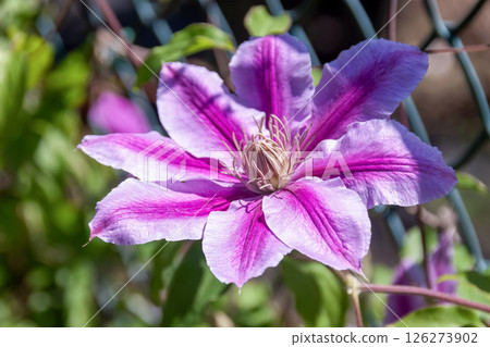 淡雅花鐵線蓮，Dr. Rapple [毛茛科鐵線蓮屬] 126273902