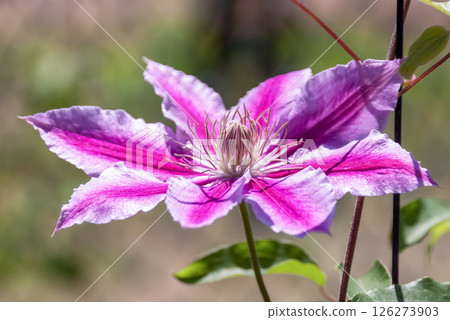 淡雅花鐵線蓮，Dr. Rapple [毛茛科鐵線蓮屬] 126273903