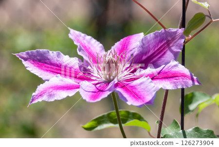 淡雅花鐵線蓮，Dr. Rapple [毛茛科鐵線蓮屬] 126273904