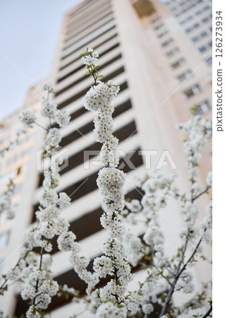 A Beautiful Collection of Blossoming Flowers Set Against an Urban Skyline Background A Beautiful Collection of Blossoming Flowers Set Against an Urban Skyline Background 126273934